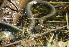 Natrix natrix natrix