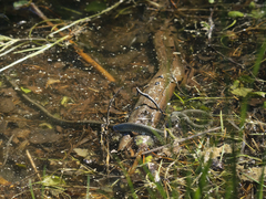 Natrix natrix natrix