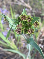 Bupleurum americanum