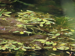 Potamogeton amplifolius