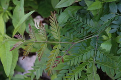 Gleditsia triacanthos