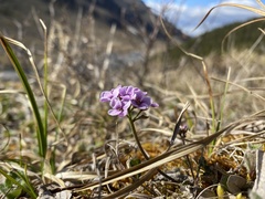 Cardamine purpurea
