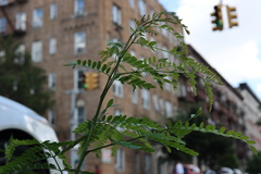 Gleditsia triacanthos