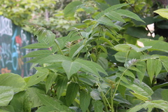 Ailanthus altissima