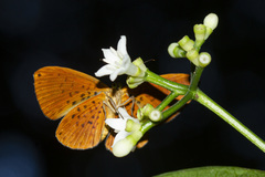 Metacharis regalis