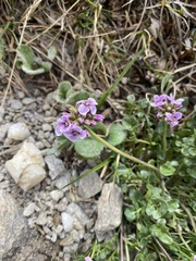 Cardamine purpurea