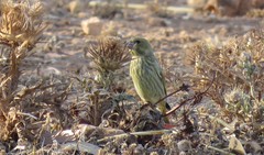 Chloris chloris voousi