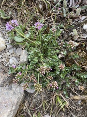 Cardamine purpurea