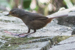 Pycnoptilus floccosus