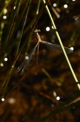 Lestes unguiculatus