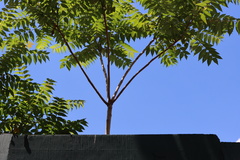 Ailanthus altissima
