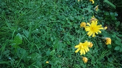Hieracium lepidulum