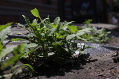 Dysphania ambrosioides