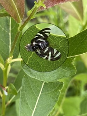 Stenopa vulnerata