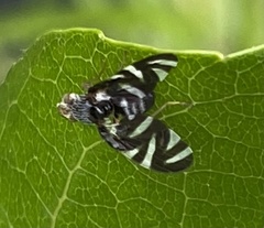 Stenopa vulnerata