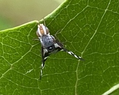 Stenopa vulnerata