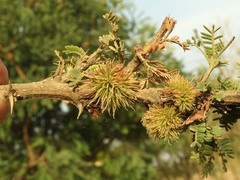 Vachellia hockii