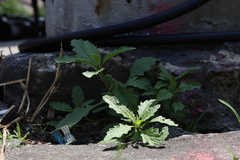 Dysphania ambrosioides