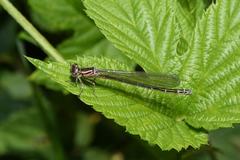 Coenagrion puella