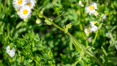 Erigeron philadelphicus philadelphicus
