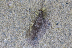 Dioryctria mendacella