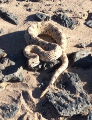 Crotalus cerastes cerastes