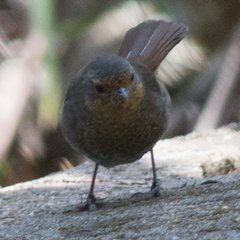 Pycnoptilus floccosus