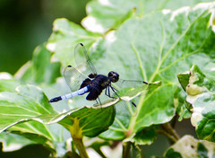 Erythrodiplax unimaculata