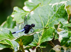 Erythrodiplax unimaculata