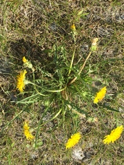 Taraxacum ceratophorum
