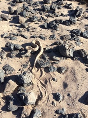 Crotalus cerastes cerastes