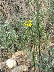 Erysimum coarctatum