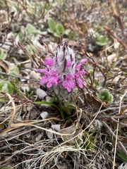 Pedicularis lanata