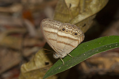 Magneuptychia