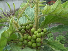 Solanum crinitipes