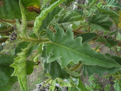 Solanum crinitipes