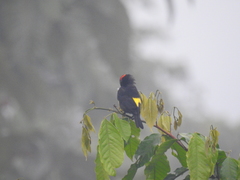 Heterospingus xanthopygius
