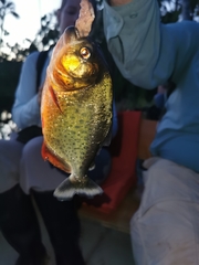 Pygocentrus nattereri