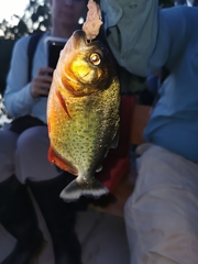 Pygocentrus nattereri