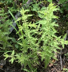 Aureolaria pectinata