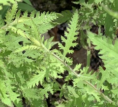 Aureolaria pectinata