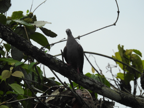 Dusky Pigeon (Patagioenas goodsoni)