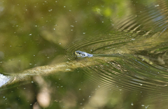 Natrix natrix natrix