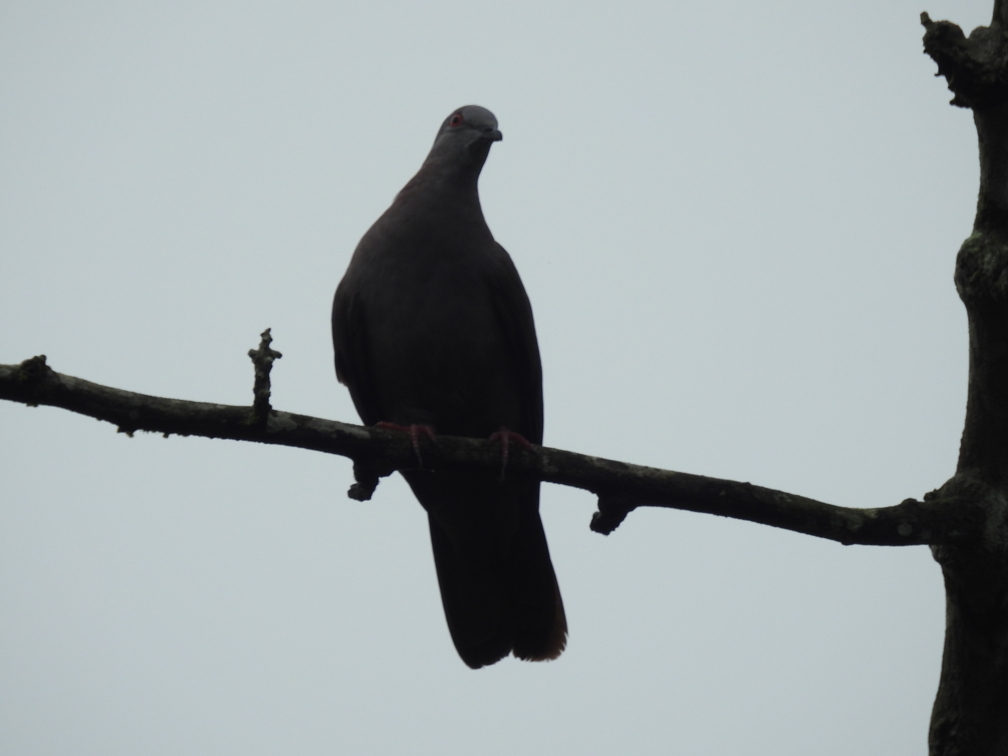 Dusky Pigeon (Patagioenas goodsoni), photo 2