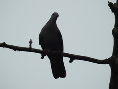 Patagioenas goodsoni