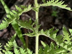 Aureolaria pectinata