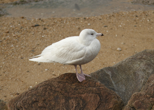 Gavión hiperbóreo (Larus hyperboreus)