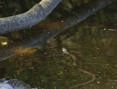 Natrix natrix natrix