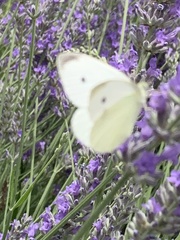 Pieris rapae rapae