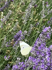 Pieris rapae rapae
